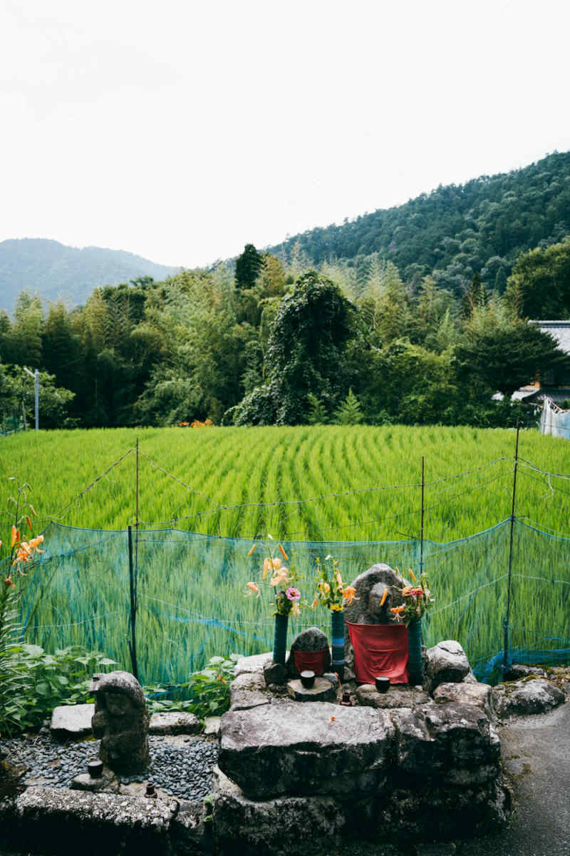 Wall Poster - Lavender Field in Kyoto