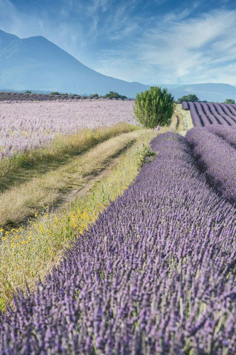 Wall Poster - Lavender Field in Provence