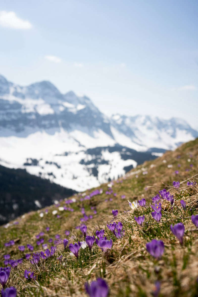 Wall Poster - Lavender Field in Switzerland