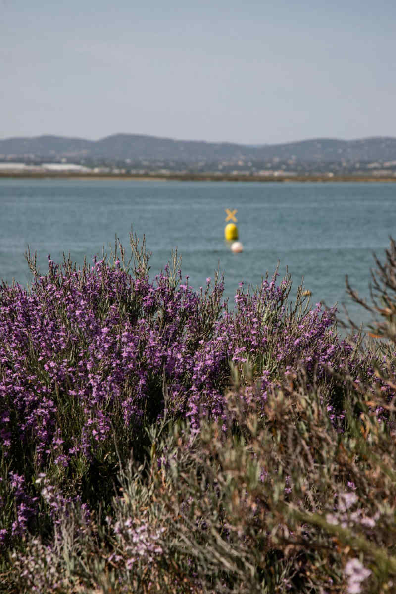 Wall Poster - Lavender Field in the Algarve
