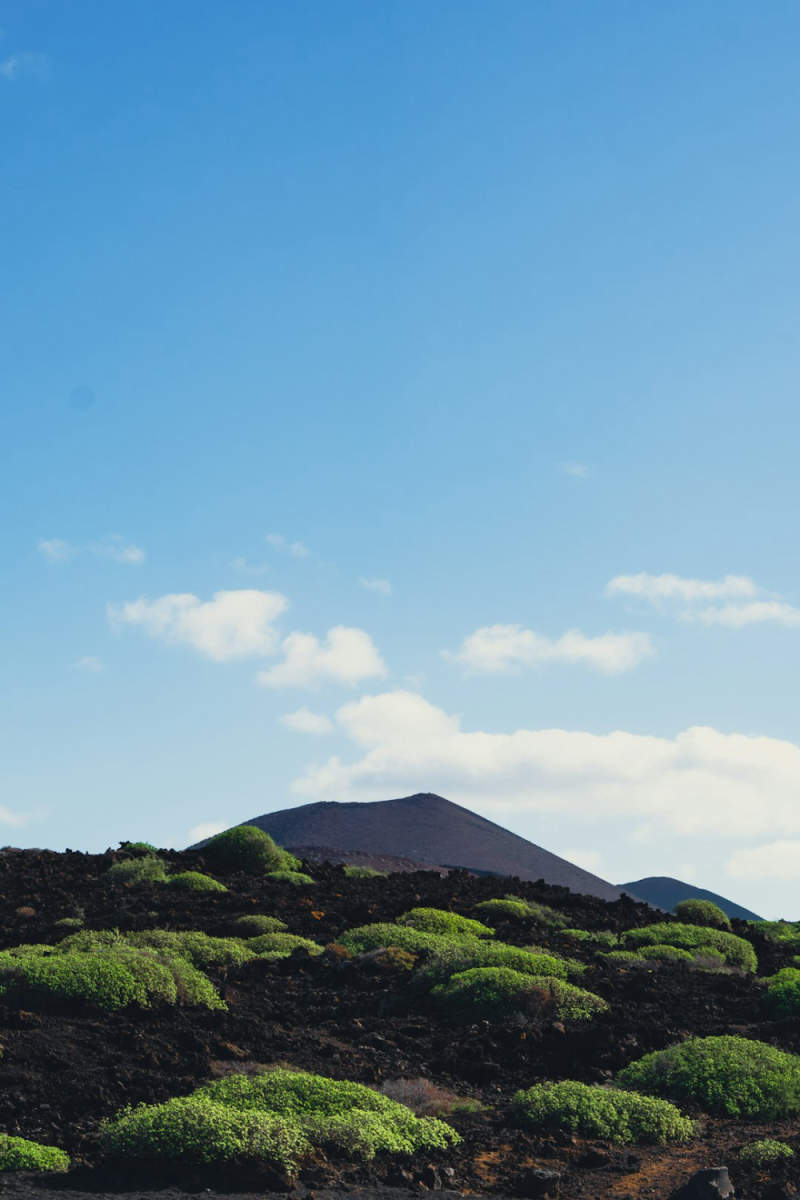 Wall Poster - Lavender Field in the Canary Islands