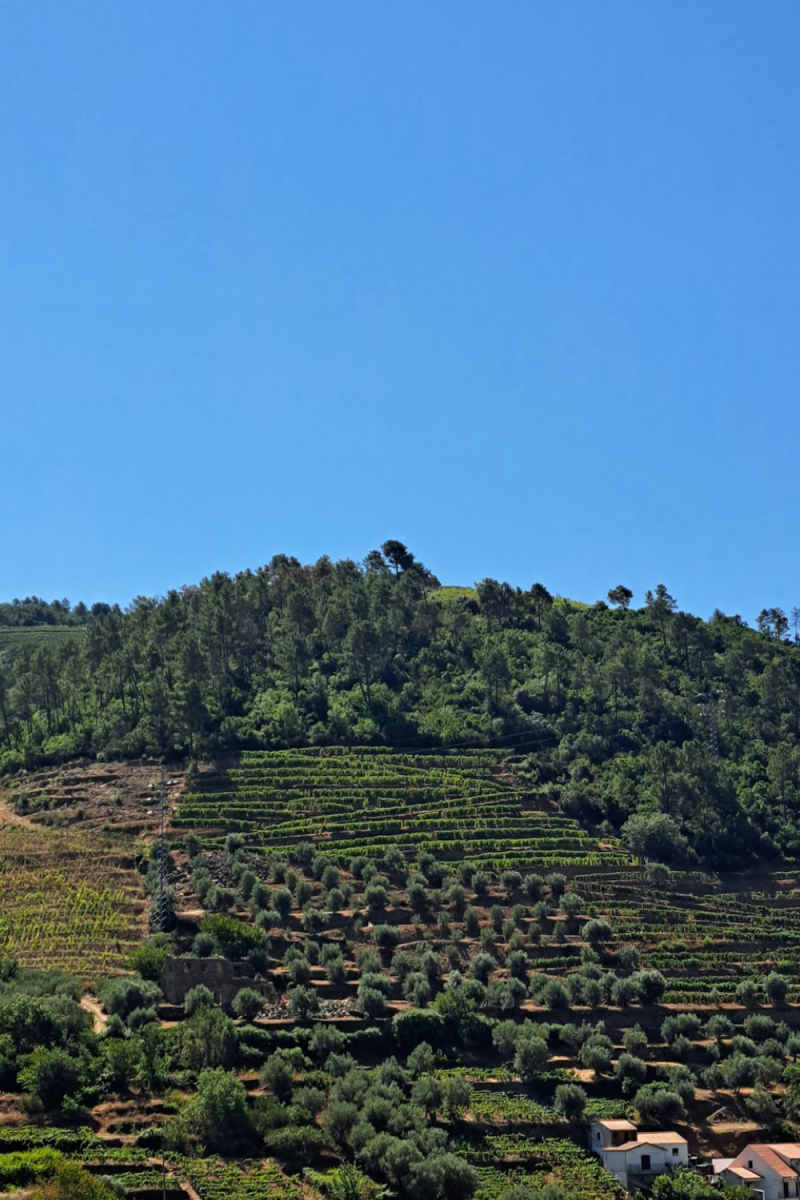 Wall Poster - Lavender Field in the Douro Valley