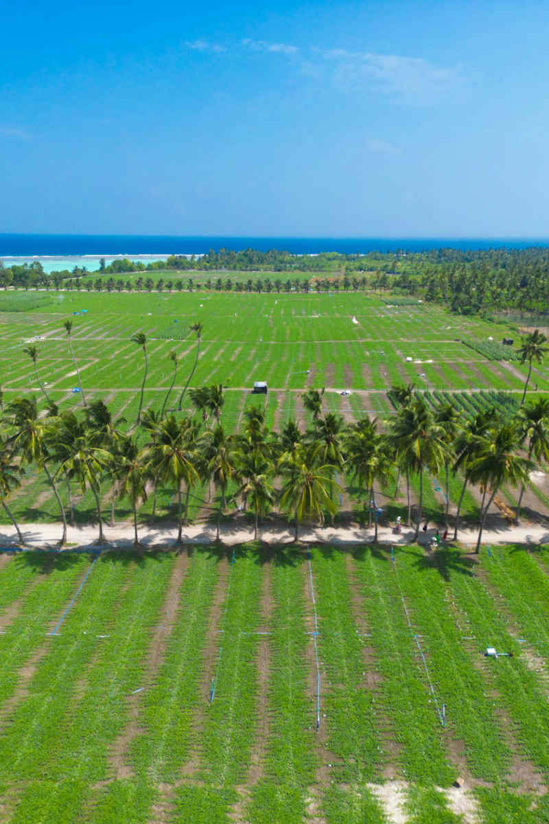 Wall Poster - Lavender Field in the Maldives