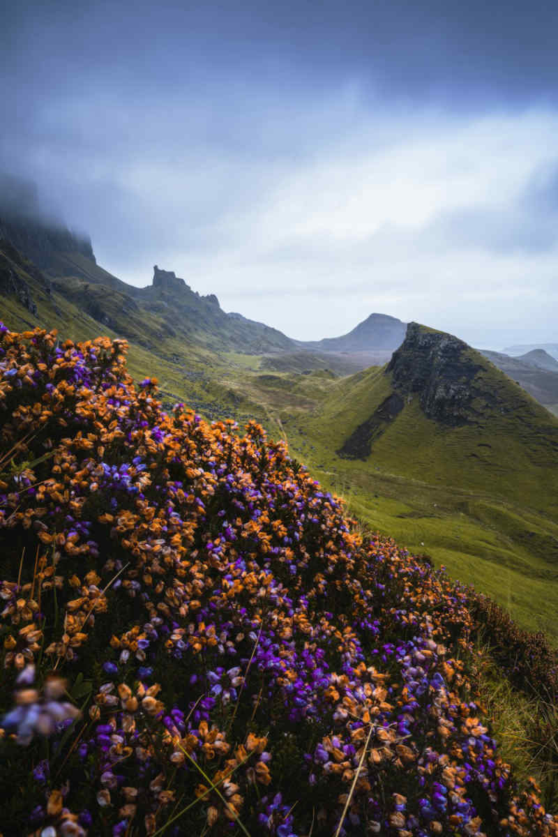 Wall Poster - Lavender Field in the Scottish Isles