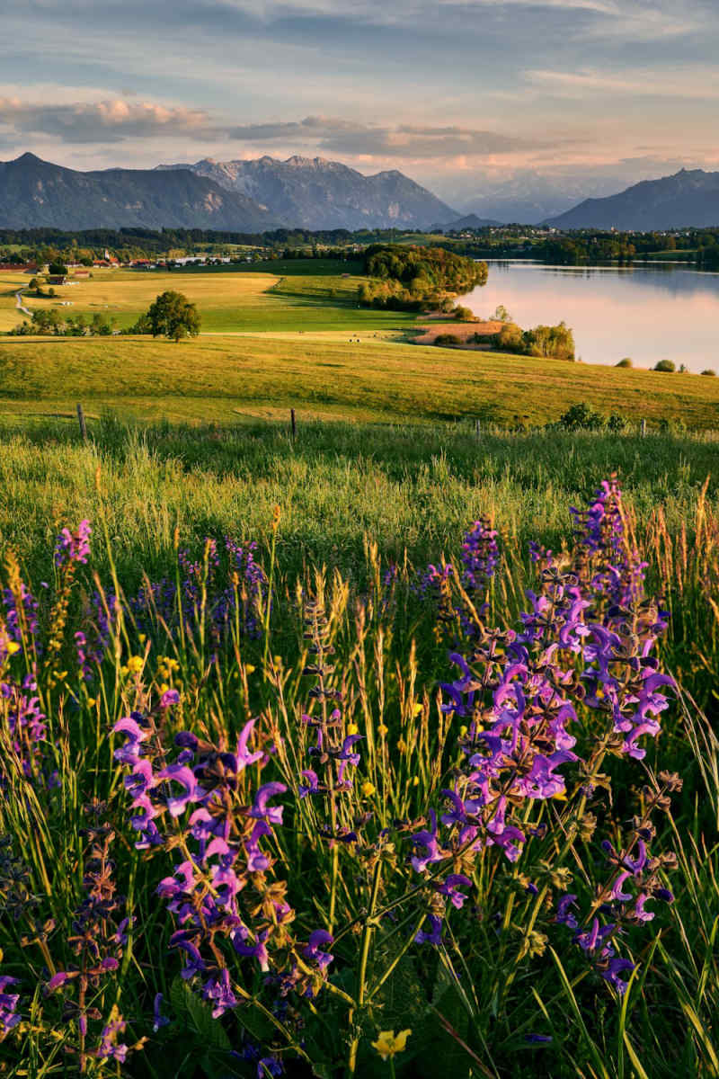 Wall Poster - Meadow in Bavaria