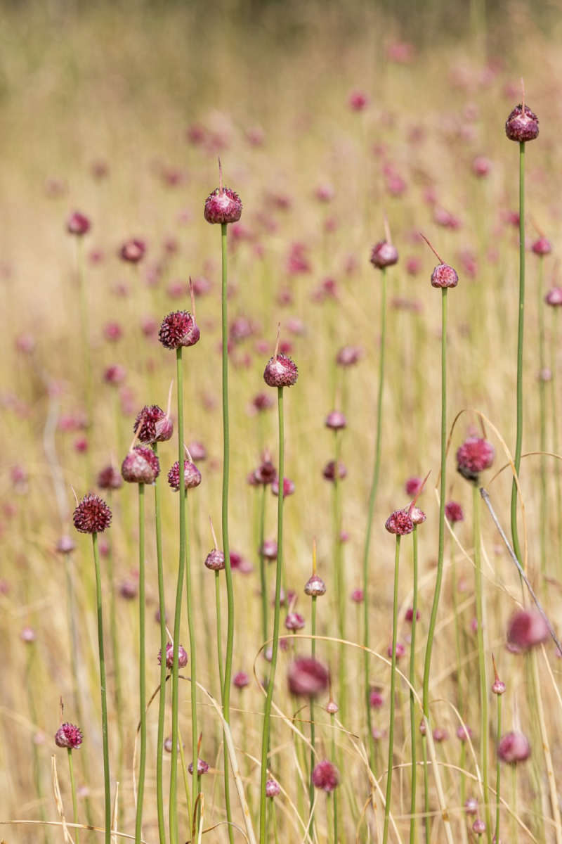 Wall Poster - Meadow in Burgundy