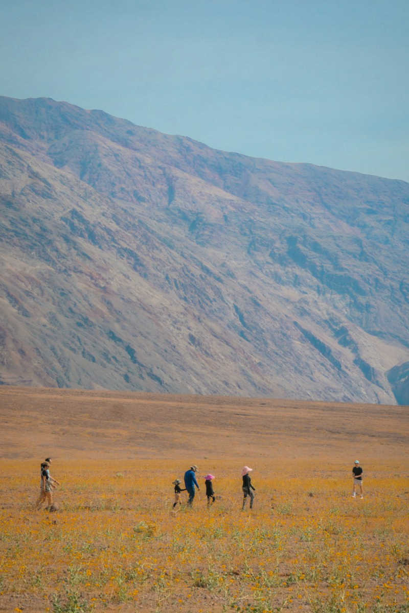 Wall Poster - Meadow in Death Valley