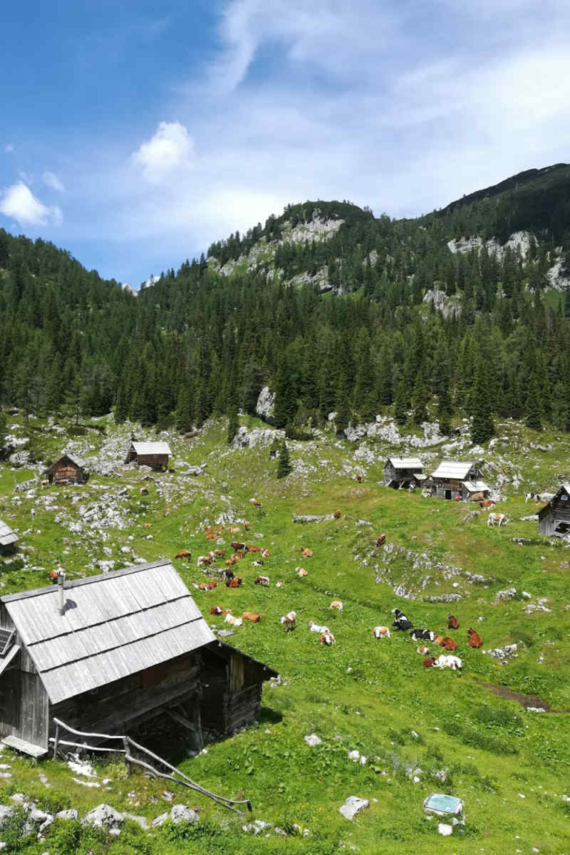 Wall Poster - Meadow in Slovenia