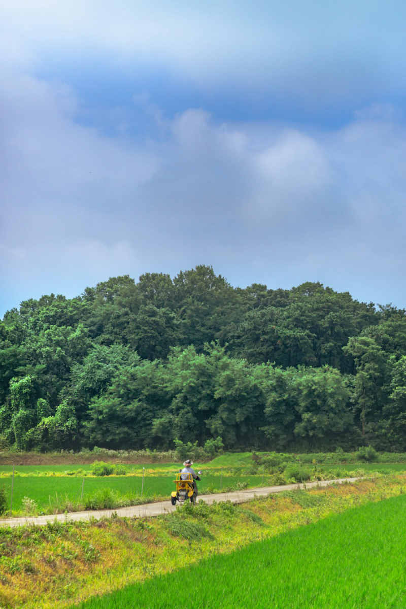 Wall Poster - Meadow in South Korea