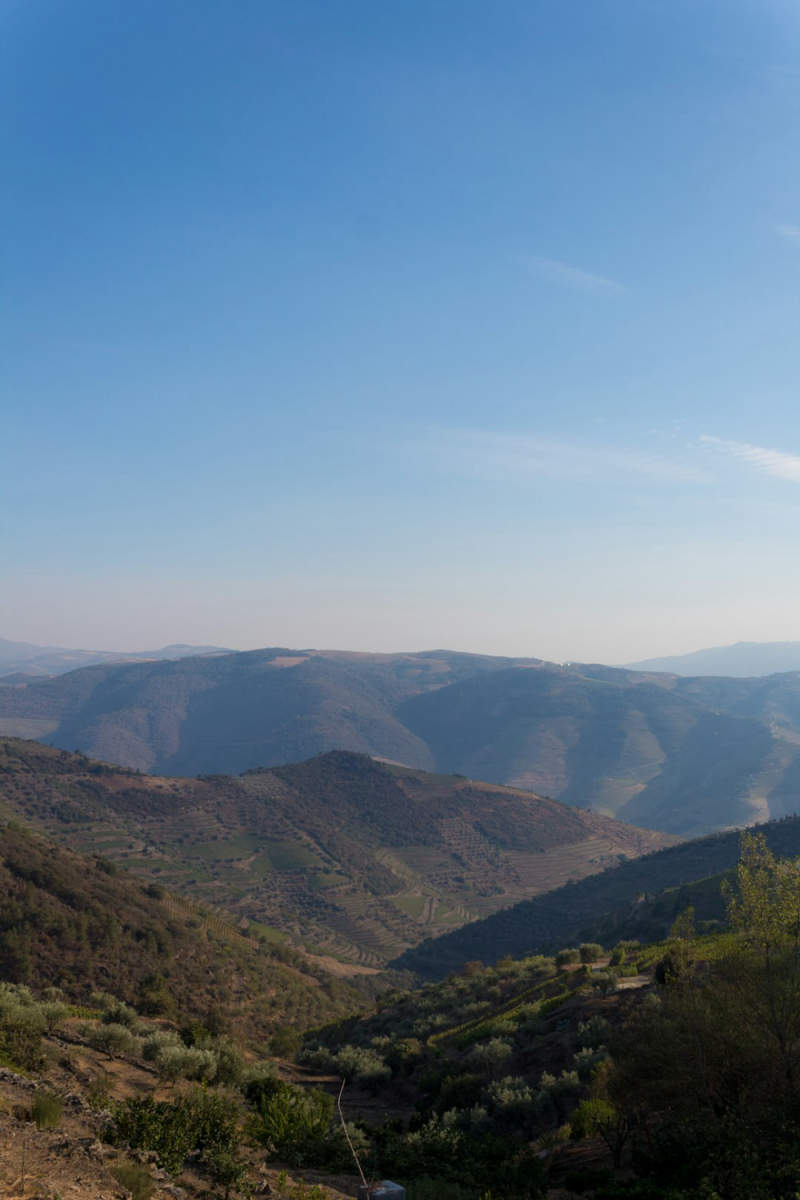 Wall Poster - Meadow in the Douro Valley