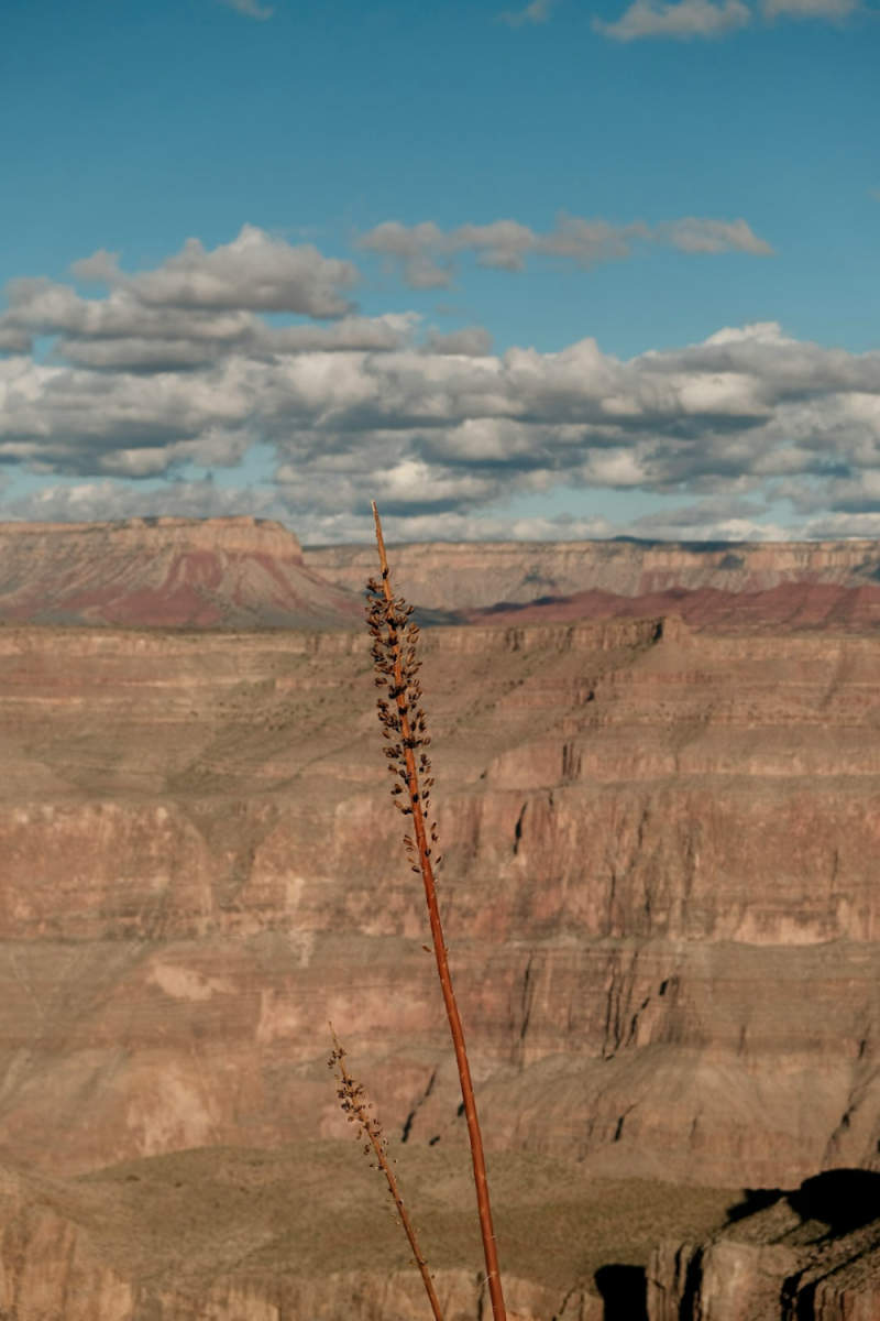 Wall Poster - Meadow in the Grand Canyon