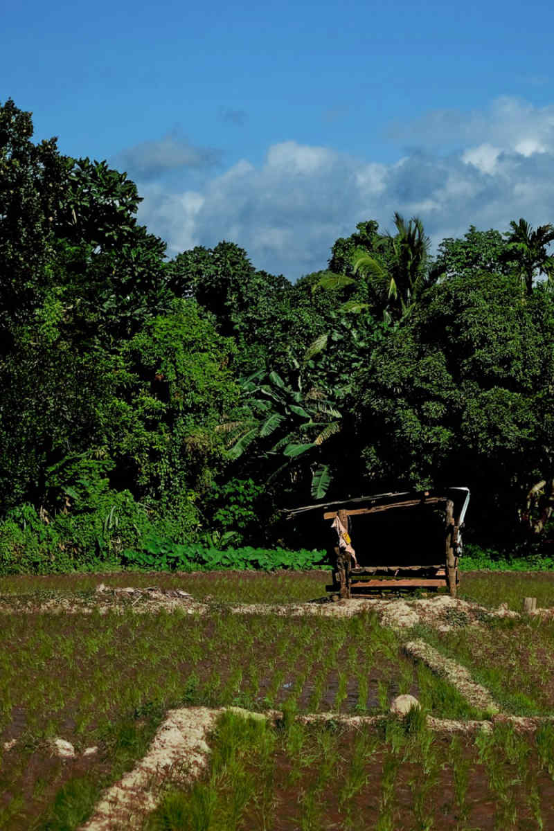Wall Poster - Meadow in the Philippines