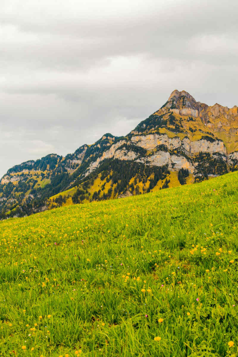 Wall Poster - Meadow in the Rocky Mountains