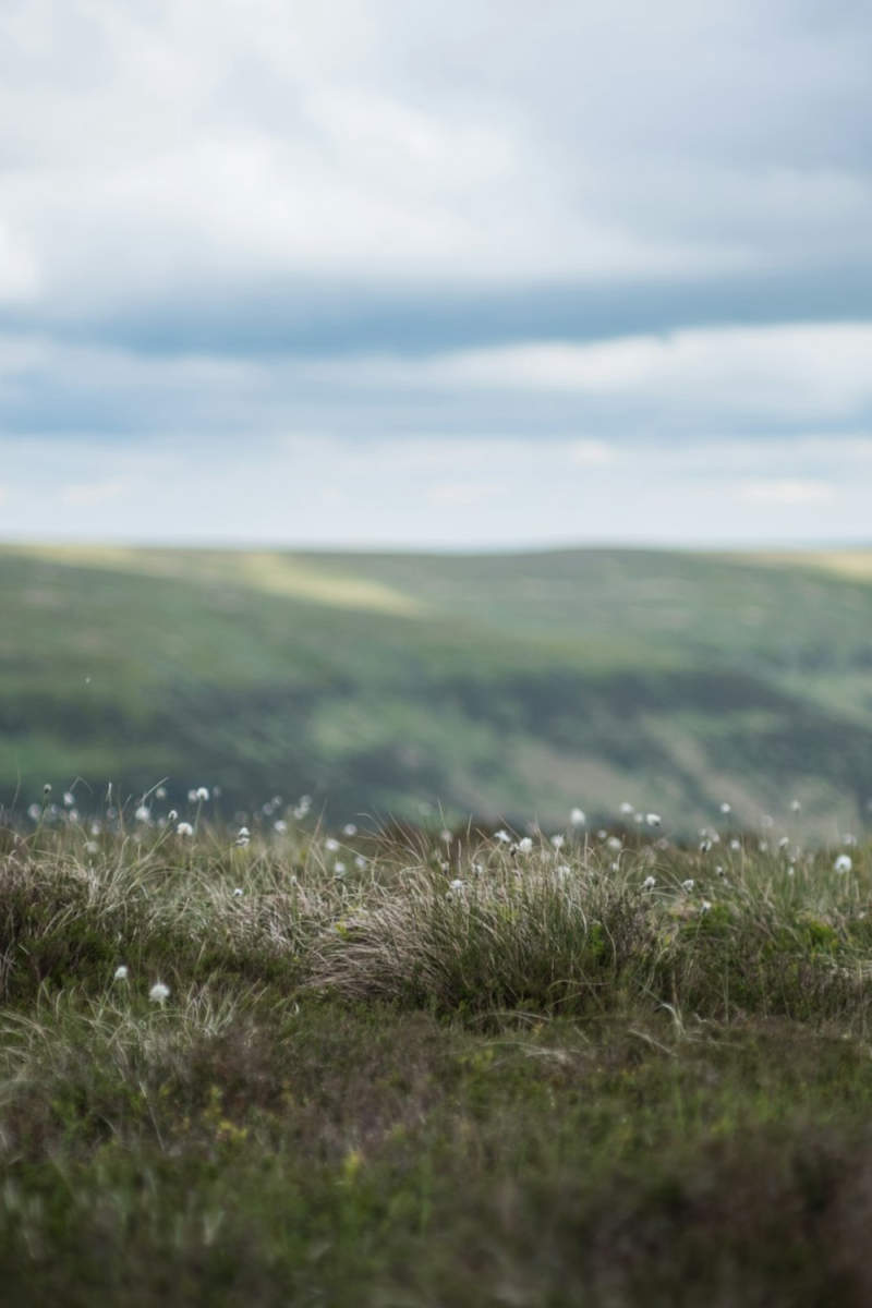 Wall Poster - Meadow in Wales