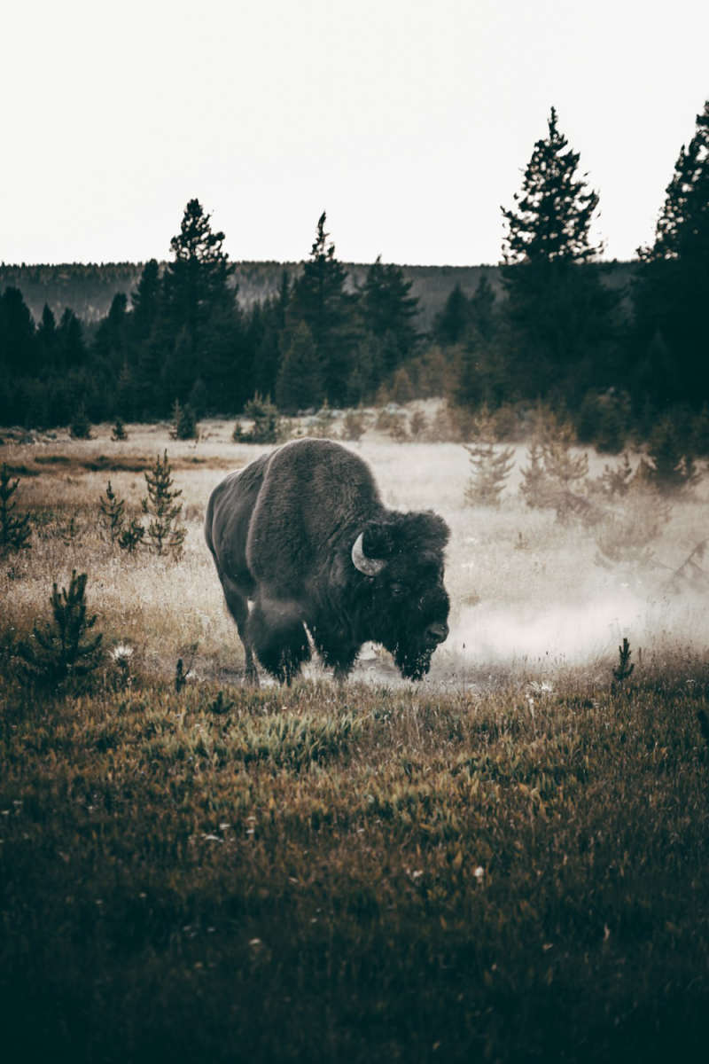 Wall Poster - Meadow in Yellowstone
