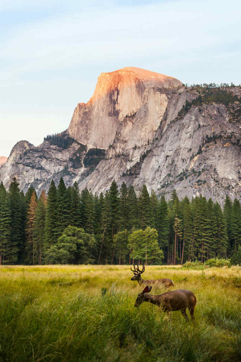Wall Poster - Meadow in Yosemite