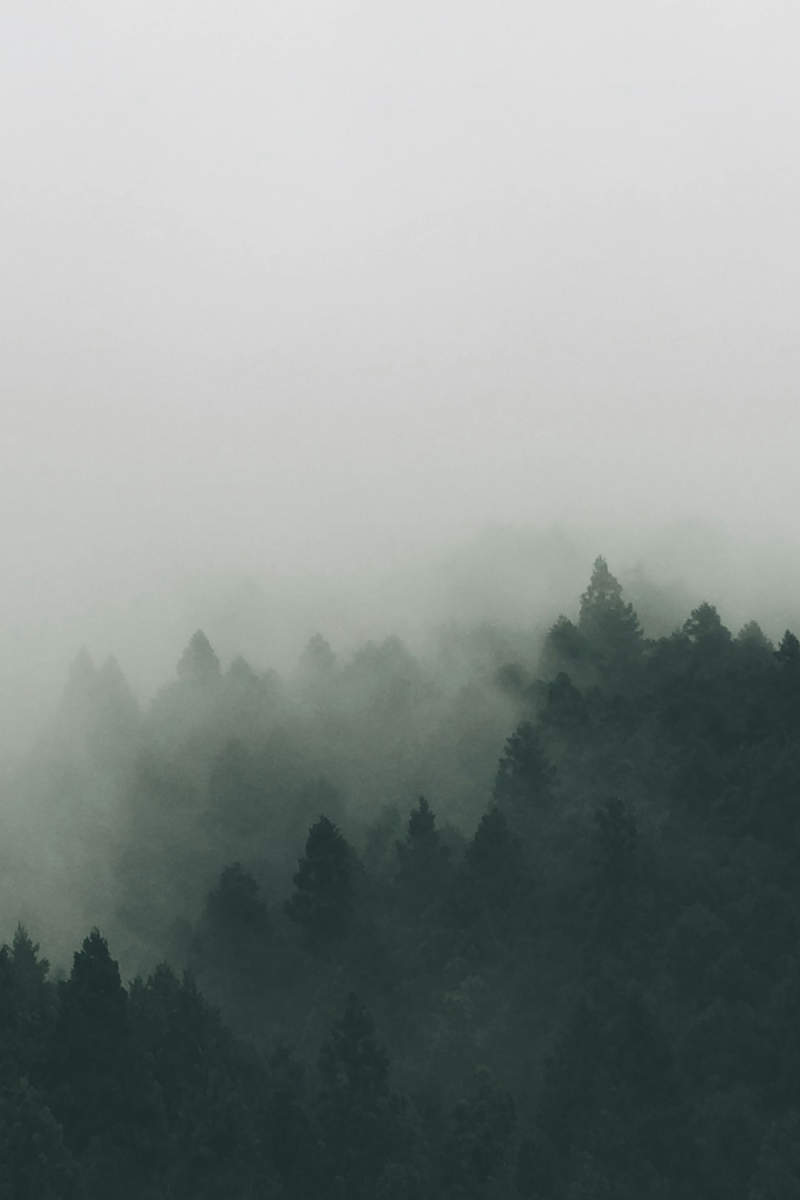 Wall Poster - Morning Mist in Japan