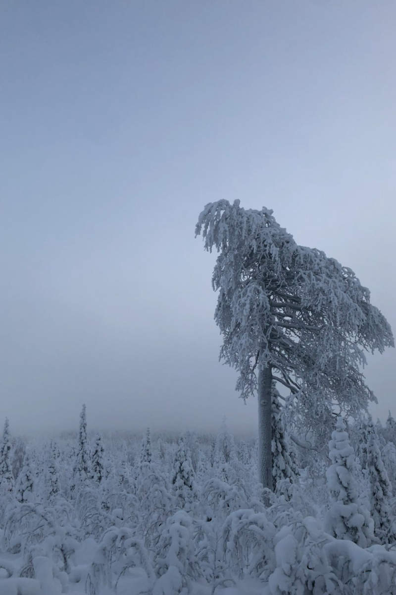 Wall Poster - Morning Mist in Lapland