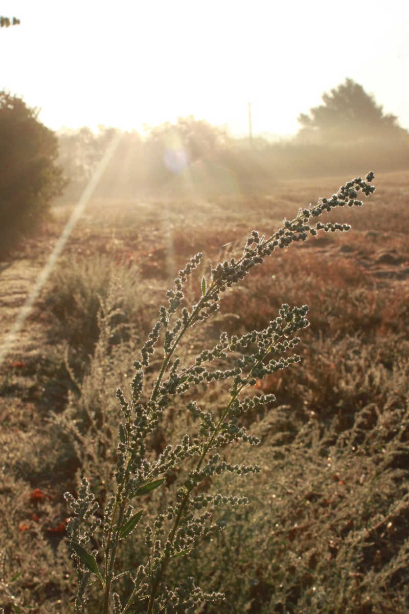 Wall Poster - Morning Mist in Provence