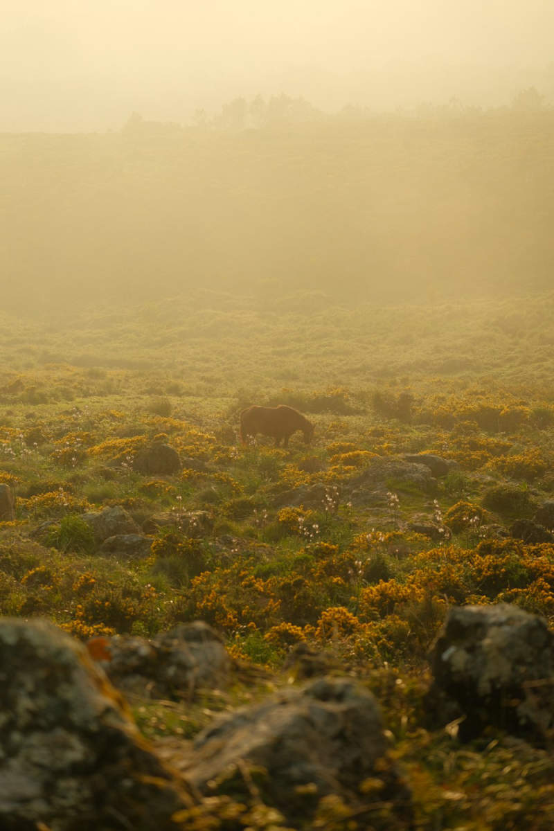 Wall Poster - Morning Mist in Sintra