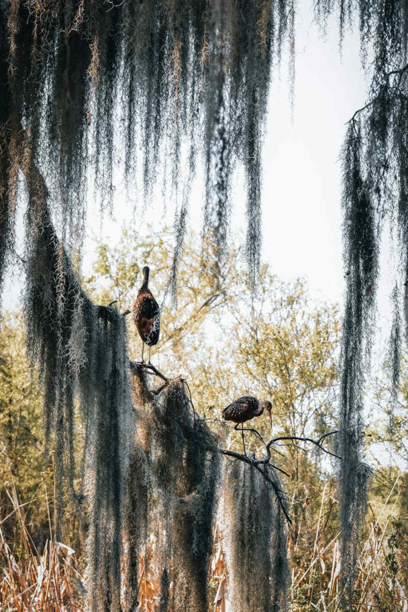 Wall Poster - Morning Mist in the Everglades