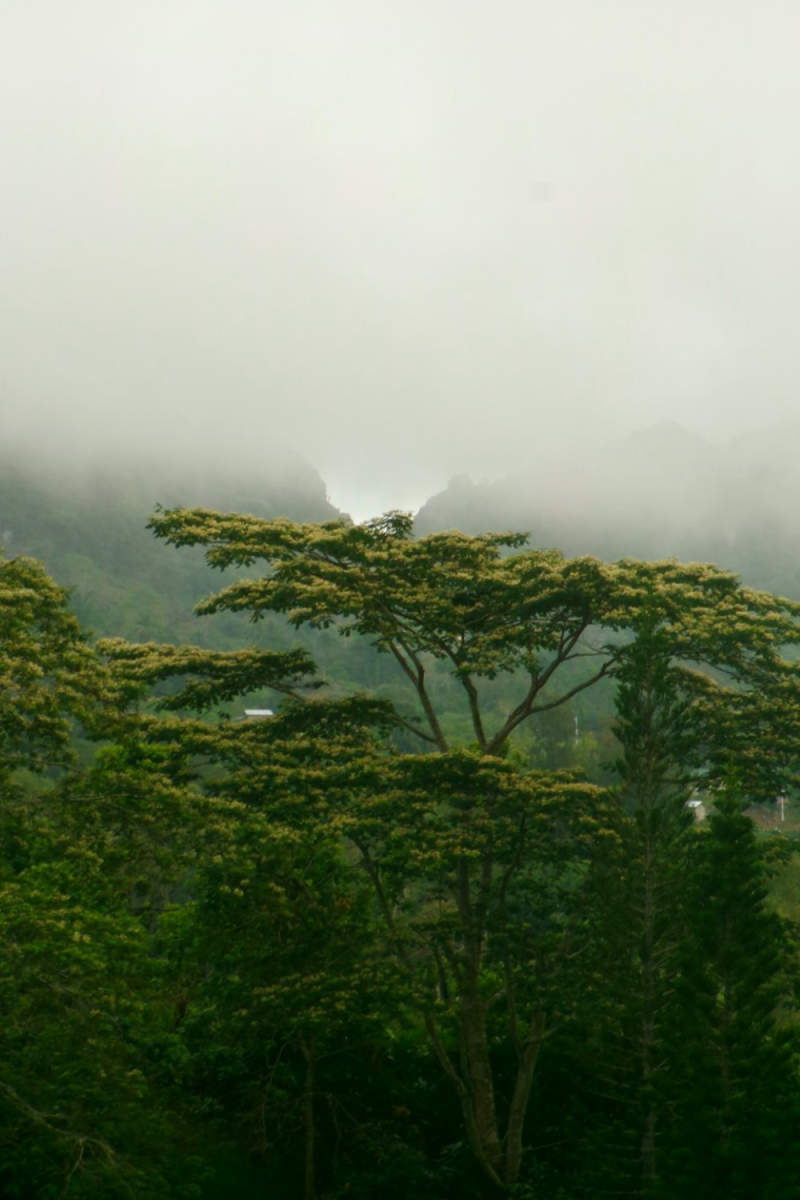Wall Poster - Morning Mist in the Philippines