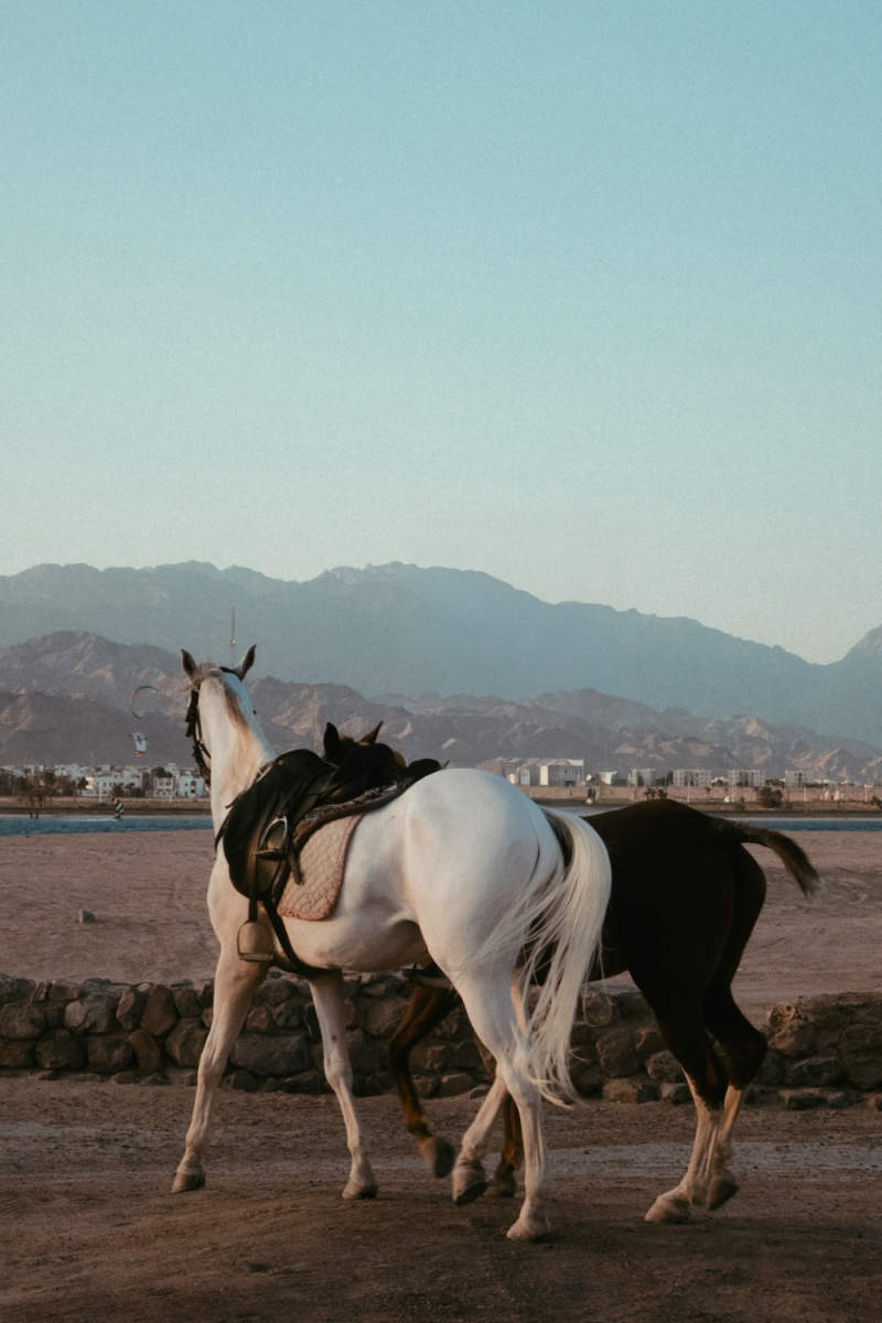 Wall Poster - Mountain Range in Egypt