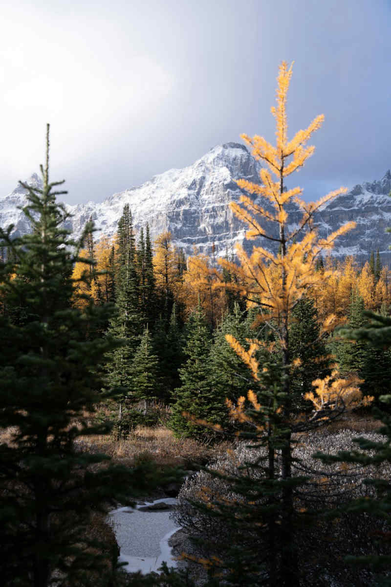 Wall Poster - Mountain Range in the Canadian Rockies