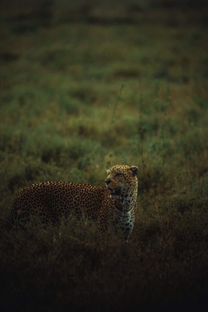 Wall Poster - Night Market in the Serengeti