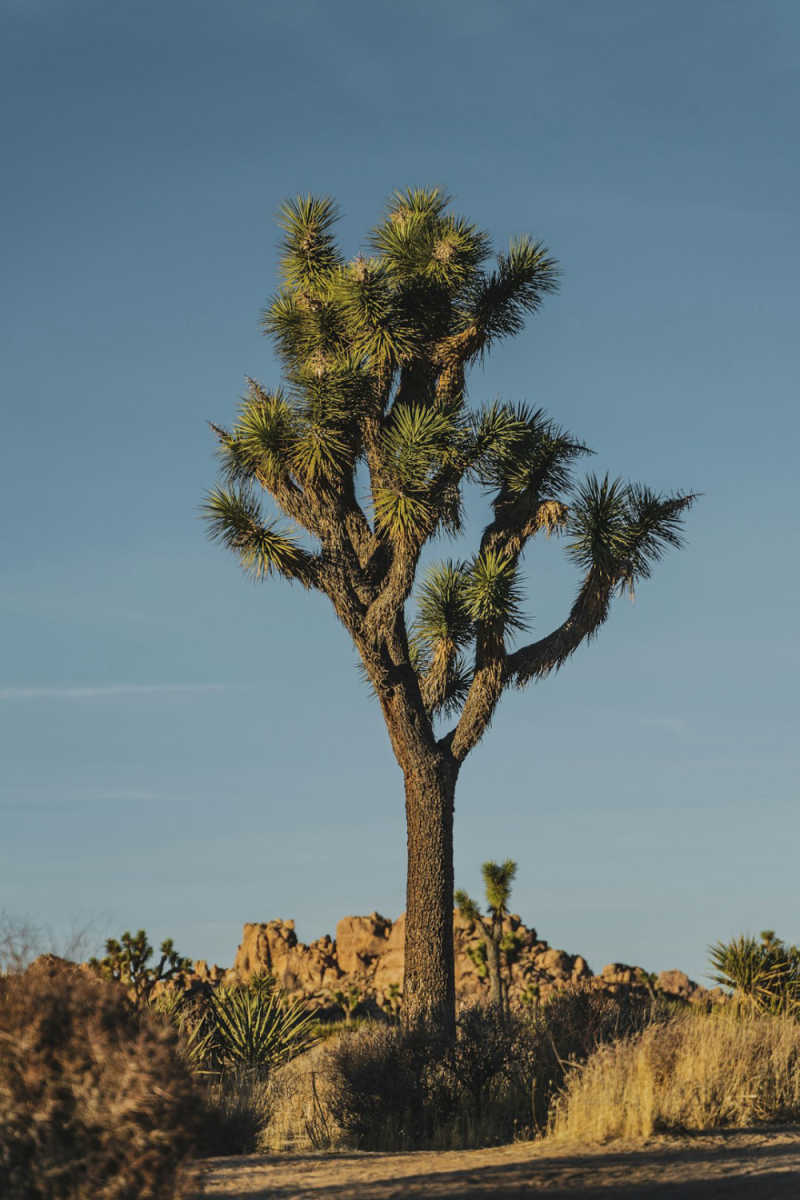 Wall Poster - Northern Lights in Joshua Tree