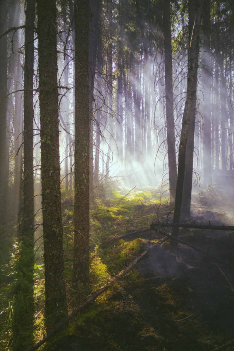 Wall Poster - Northern Lights in the Black Forest